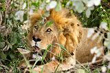 TANZANIA - Serengeti National Park - Leone maschio - 03